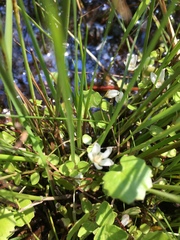 Crassula pellucida alsinoides