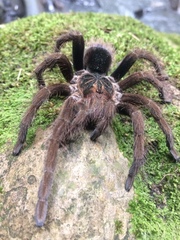 Pamphobeteus