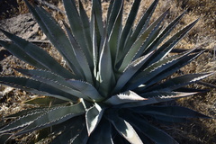 Agave yavapaiensis