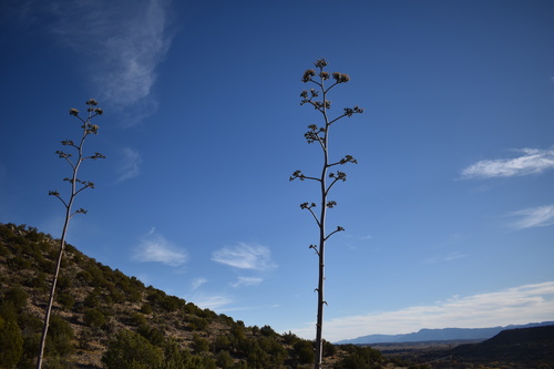 Yavapai Agave (Agave yavapaiensis)