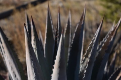 Agave yavapaiensis