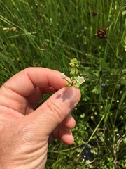 Crassula pellucida alsinoides
