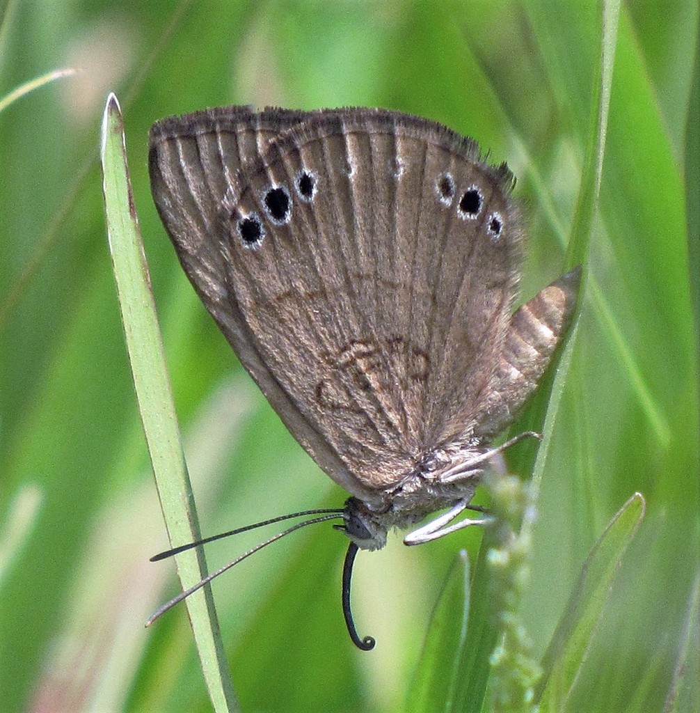 Aricoris tutana