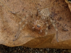 Eusparassus walckenaeri