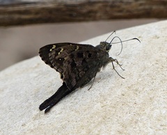 Thorybes dorantes dorantes