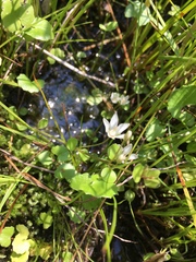 Crassula pellucida alsinoides