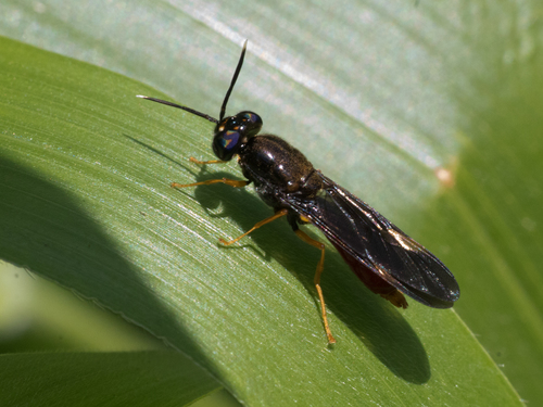 Hermetia currani