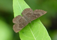 Emesis ocypore zelotes