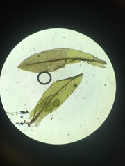 Plagiomnium drummondii