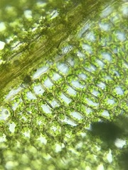 Plagiomnium drummondii