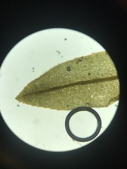 Plagiomnium drummondii