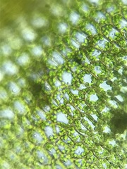 Plagiomnium drummondii