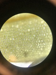 Plagiomnium drummondii