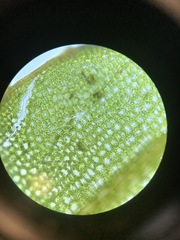 Plagiomnium drummondii