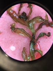 Plagiomnium drummondii