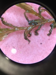 Plagiomnium drummondii