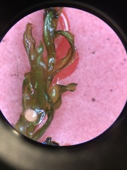 Plagiomnium drummondii