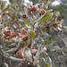 Quercus arizonica - Photo (c) Kerry Woods,  זכויות יוצרים חלקיות (CC BY-NC-ND)