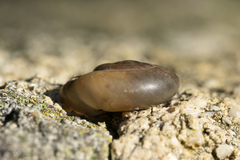 Eopolita protensa