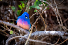 Passerina rositae