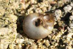 Eopolita protensa