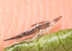 Cicadellidae