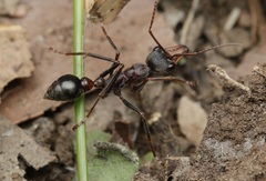 Myrmecia pulchra