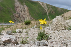 Papaver croceum