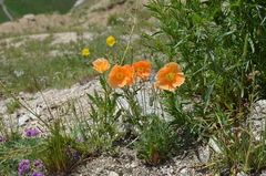 Papaver croceum