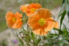 Papaver croceum
