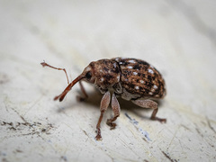 Storeus albosignatus