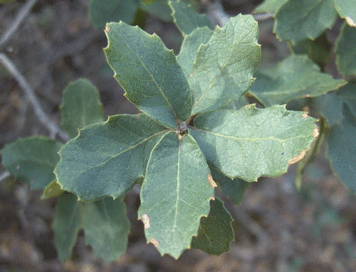 Arizona white oak