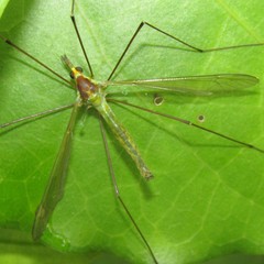 Leptotarsus viridis