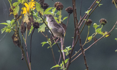 Cisticola lateralis