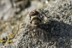 Anthomyia pluvialis