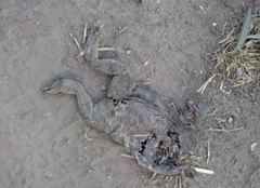 Rhinella arenarum