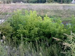 Acer negundo