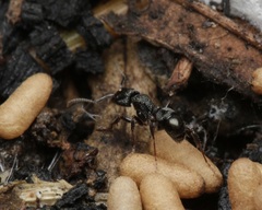 Rhytidoponera victoriae