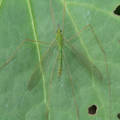 Leptotarsus holochlorus