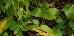 Convallaria keiskei