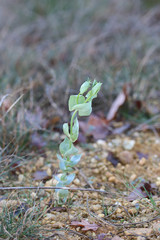 Blackstonia perfoliata