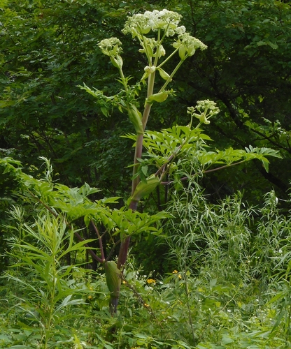 Image of Angelica dahurica by (c) Николай Соболев, some rights reserved (CC BY)