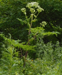 Angelica dahurica