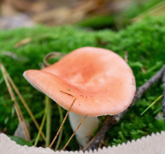 Russula paludosa