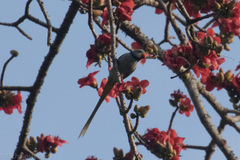 Psittacula columboides