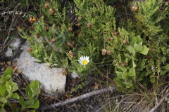 Arctotis aspera aspera