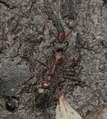 Myrmecia pulchra