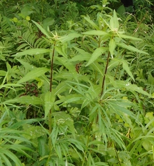 Cirsium vlassovianum
