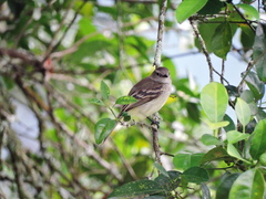 Nesotriccus incomtus