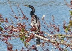 Anhinga anhinga